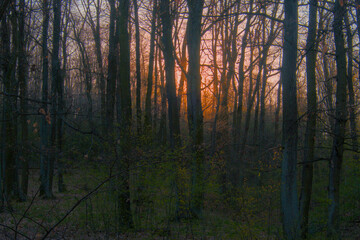 Fototapeta premium Beautiful evening forest bathed in warm orange sunlight with long tree shadows, creating a peaceful and magical atmosphere, sunset