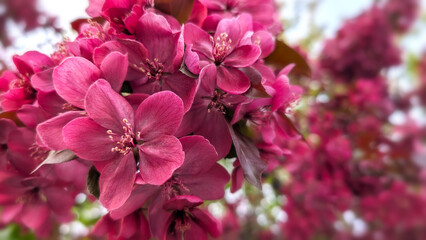 Malus Royalty crabapple tree blossoms, beautiful dark pink and purple flowers in garden, Close up professional photo for beauty banner, blurred floral wallpaper,  spring or summer organic background