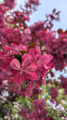 Malus Royalty crabapple tree blossoms, beautiful dark pink and purple flowers in garden, Close up photo for beauty vertical banner, blurred floral wallpaper,  spring or summer organic background