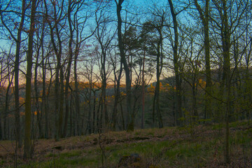 Beautiful evening forest bathed in warm orange sunlight with long tree shadows, creating a peaceful and magical atmosphere, sunset