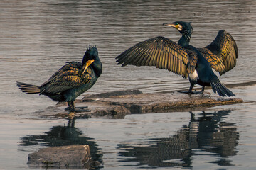 cormorant