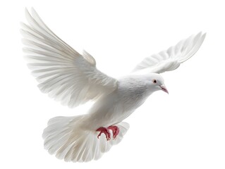 A free flying white dove isolated on a white background