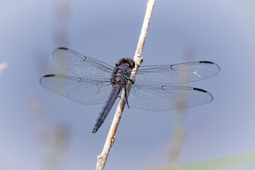 Slaty Skimmer Dragonfly in Washburn Memorial Park, Marion, Massachusetts