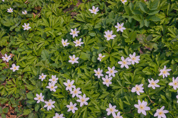 Beautiful close-up of delicate white spring flowers blooming among lush green grass, seasonal...