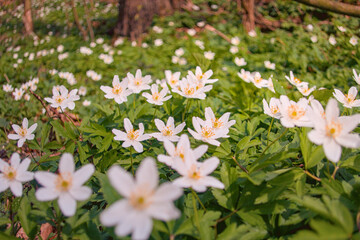 Beautiful close-up of delicate white spring flowers blooming among lush green grass, seasonal...