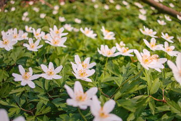 Beautiful close-up of delicate white spring flowers blooming among lush green grass, seasonal...