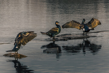 cormorant