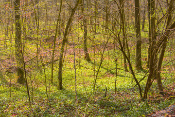 Sunlit early spring forest and park with fresh green trees and budding leaves, showcasing peaceful woodland paths and vibrant new growth.