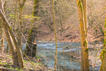 Capture the serene beauty of early spring with this vibrant forest landscape featuring a gently flowing river bathed in warm sunlight. Fresh green trees.