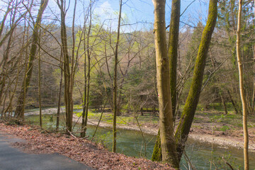 Capture the serene beauty of early spring with this vibrant forest landscape featuring a gently flowing river bathed in warm sunlight. Fresh green trees.