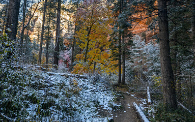 Fall Colors And Snow On The West Fork Hiking Trail In Sedona AZ