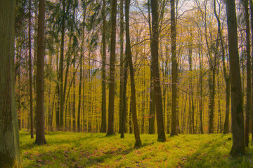 Sunlit early spring forest and park with fresh green trees and budding leaves, showcasing peaceful woodland paths and vibrant new growth.