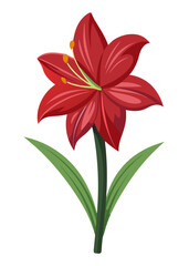 Amaryllis flower illustration red amaryllis flower bloom blossom floral botanical design element art