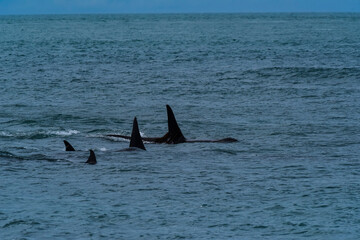 Fototapeta premium Killer Whale, Orca, hunting a sea lions , Peninsula Valdes, Patagonia Argentina