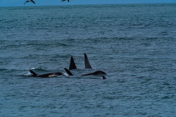 Fototapeta premium Killer Whale, Orca, hunting a sea lions , Peninsula Valdes, Patagonia Argentina