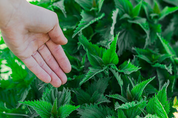 A human hand gently touches green nettle leaves in natural light, with sharp leaf texture visible,...