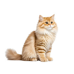 Obraz premium A cat and domestic cat pet animal cute on transparent background