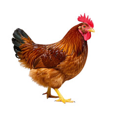 Fototapeta premium Chicken looking forward and chicken - bird hen isolated on transparent background