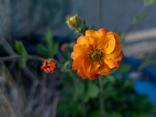 Geum coccineum, Edinburgh, Scotland, United Kingdom