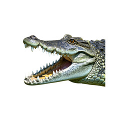 Obraz premium A crocodile reptile alligator and animal head shot grinning isolated on transparent background
