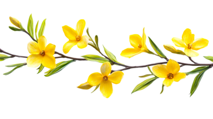 Branch with bright yellow flowers and buds, cut out transparent