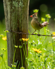 A crdinal perched on a barbed wire