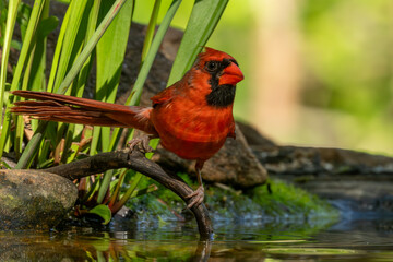 A male cardinal perched near a pond