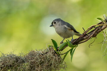 A tufted titmouse perced on a tree branch