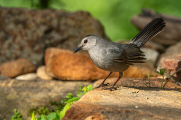 A gray catbird perched on a rock near a stream