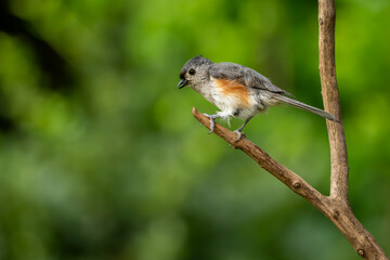A tufted titmouse perced on a tree branch