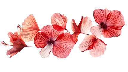 Hibiscus blossom arrangement, translucent petals, cut out transparent