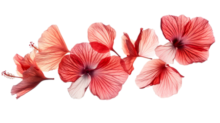 Hibiscus blossom arrangement, translucent petals, cut out transparent