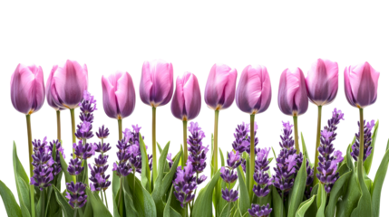 Row of purple tulip blossoms with lavender, cut out transparent