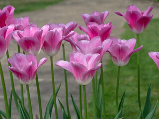Obraz premium Closeup of pink tulip flowers variety Tom Pouce