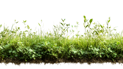 Patch of dense grass and clover ground with exposed roots, cut out transparent