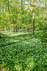 spring in the woods