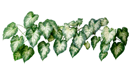 Lush Green and White Caladium Plant Foliage, cut out transparent