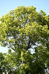 Fototapeta premium Camphor tree ( Cinnamomum camphora ) Fresh green leaves and flowers. Lauraceae evergreen tree. Numerous small yellow-green flowers bloom in panicles in early summer.