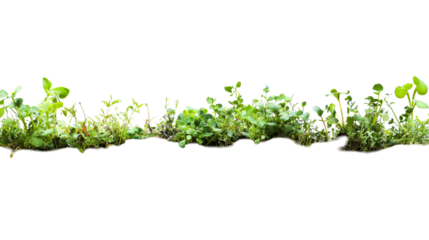 Assorted sprouting green plants on soil, cut out transparent