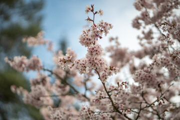 White blooming Cherry sakura tree over blue sky, soft focus closeup. Spring time, season in nature. Fragrant flowers
