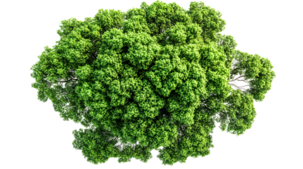 Overhead view, lush green tree canopy, cut out transparent