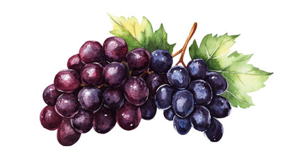 Fototapeta premium Watercolor grape bunches, leaf, watercolor illustration, cut out transparent