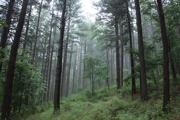 Obraz premium Viewing beautiful mixed forest pine trees 