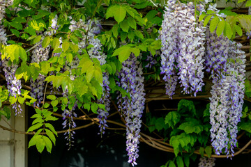 Selective focus of purple flowers Wisteria sinensis or Blue rain, Chinese wisteria is species of flowering plant in the pea family, Its twisting stems and masses of scented flowers in hanging racemes.