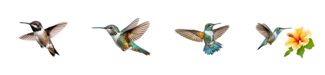 Naklejka premium Hummingbirds Variety Flying with Open Wings and Hibiscus. cut out transparent