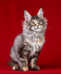 Beautiful Maine Coon kitten on a red background.