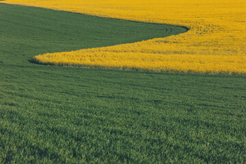 Obraz premium Vibrant contrast of green and yellow fields under the clear blue sky during springtime in the countryside