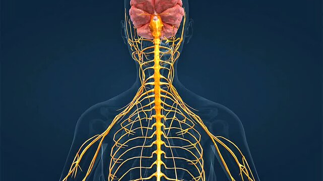 Anatomical parts of human nervous system.