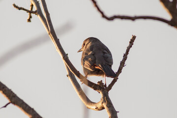 sparrow on branch