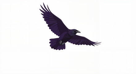 Black raven soaring in flight against a white background  